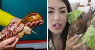 People Are Keeping Giant African Snails As Pets People Are Keeping Giant African Snails As Pets