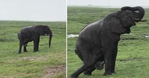 Des touristes en Afrique du Sud assistent à la naissance d'un éléphant Des touristes en Afrique du Sud assistent à la naissance d'un éléphant