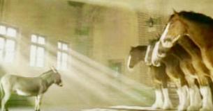 Burrinho que sonha em ser Cavalo Clydesdale é convidado para entrevista de emprego em emocionante comercial Burrinho que sonha em ser Cavalo Clydesdale é convidado para entrevista de emprego em emocionante comercial