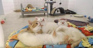 Five Kittens Rescued From Trash Pur Uncontrollably Five Kittens Rescued From Trash Pur Uncontrollably