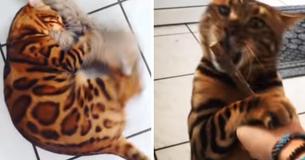 Thor The Bengal Cat Looks Just Like A Small Tiger Thor The Bengal Cat Looks Just Like A Small Tiger