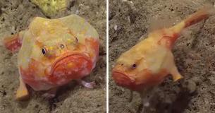 Extraordinary Deep-Sea Footage Shows Fish With 'Feet' Walking Across The Bottom Of The Ocean Extraordinary Deep-Sea Footage Shows Fish With 'Feet' Walking Across The Bottom Of The Ocean