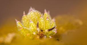 A Species Of Sea Slugs Is Able To Photosynthesize From The Algae It Feeds On A Species Of Sea Slugs Is Able To Photosynthesize From The Algae It Feeds On
