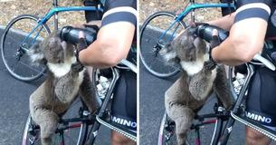 Un Koala déshydraté fait signe au cycliste et boit l'eau de sa bouteille par une chaleur de plus de 40 degrés Un Koala déshydraté fait signe au cycliste et boit l'eau de sa bouteille par une chaleur de plus de 40 degrés