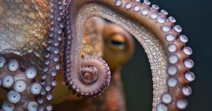 Une pieuvre s'échappe d'un aquarium à travers un tuyau de 48 m menant à la mer Une pieuvre s'échappe d'un aquarium à travers un tuyau de 48 m menant à la mer