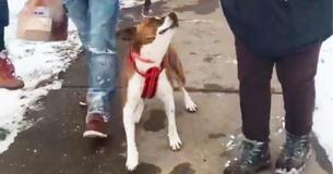 Un chien euphorique reçoit beaucoup d'applaudissements alors qu'elle est finalement adoptée après avoir passé 500 jours au refuge Un chien euphorique reçoit beaucoup d'applaudissements alors qu'elle est finalement adoptée après avoir passé 500 jours au refuge