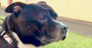 Ce chien a été retrouvé attaché dans une église au Royaume-Uni avec une lettre déchirante de l'ancien propriétaire Ce chien a été retrouvé attaché dans une église au Royaume-Uni avec une lettre déchirante de l'ancien propriétaire