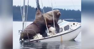 Un duo de lions de mer devient célèbre après avoir embarqué et presque coulé un voilier Un duo de lions de mer devient célèbre après avoir embarqué et presque coulé un voilier