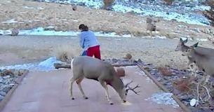 Une femme invite les cerfs sauvages dans son patio Une femme invite les cerfs sauvages dans son patio