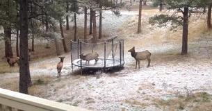 Un petit élan fait du trampoline au Colorado Un petit élan fait du trampoline au Colorado