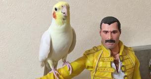 Calopsita canta clássicos de Freddie Mercury empoleirada no braço de seu ídolo Calopsita canta clássicos de Freddie Mercury empoleirada no braço de seu ídolo