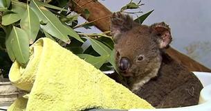 Bébé Koala fait un excellent rétablissement après avoir été sauvé des feux de brousse en Australie Bébé Koala fait un excellent rétablissement après avoir été sauvé des feux de brousse en Australie