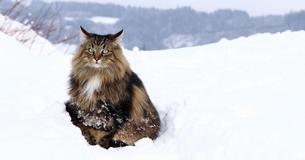 Le chat des forêts norvégiennes était l'animal de compagnie préféré des Vikings Le chat des forêts norvégiennes était l'animal de compagnie préféré des Vikings