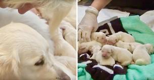 Une chienne d'assistance accouche de 8 chiots à l'aéroport de Tampa Une chienne d'assistance accouche de 8 chiots à l'aéroport de Tampa