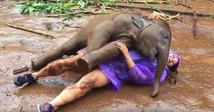Une femme reçoit des calins de la part d'un mignon bébé éléphant en Thaïlande Une femme reçoit des calins de la part d'un mignon bébé éléphant en Thaïlande