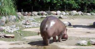 Un inesperado pedo de este hipopótamo dejó a los visitantes del zoológico muertos de risa, y esto ha sido visto por más de 32 millones de personas Un inesperado pedo de este hipopótamo dejó a los visitantes del zoológico muertos de risa, y esto ha sido visto por más de 32 millones de personas