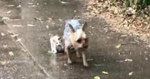 Perra salvó a una gatita callejera y la guió de vuelta a casa Perra salvó a una gatita callejera y la guió de vuelta a casa