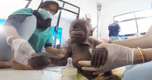 Baby Orangutan Abandoned In A Cardboard Box Is Brought Back To Life Baby Orangutan Abandoned In A Cardboard Box Is Brought Back To Life