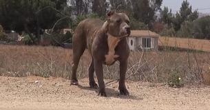 Abandoned Pit Bull Lured By Rescue Organization With The Promise of Cheeseburgers Abandoned Pit Bull Lured By Rescue Organization With The Promise of Cheeseburgers