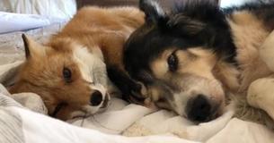 Rescue Dog Befriends Fox And They Become As Close As Brothers Rescue Dog Befriends Fox And They Become As Close As Brothers