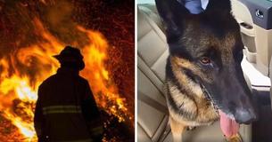 Retired Police Dog Returns To Carry Out His Duty And Saves Toddlers From Burning Building Retired Police Dog Returns To Carry Out His Duty And Saves Toddlers From Burning Building