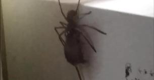 Hombre australiano graba a una araña Huntsman cargando a un ratón hacia lo alto de la nevera de su vecino Hombre australiano graba a una araña Huntsman cargando a un ratón hacia lo alto de la nevera de su vecino