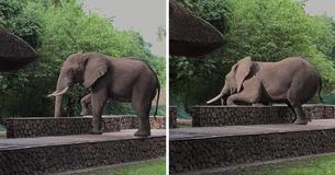 Bull Elephant Attempts To Climb Over A Wall To Reach A Mango Tree Bull Elephant Attempts To Climb Over A Wall To Reach A Mango Tree