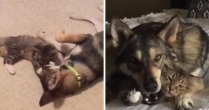 Husky sucht sich ein Katzenbaby im Tierheim aus und nimmt es mit nach Hause Husky sucht sich ein Katzenbaby im Tierheim aus und nimmt es mit nach Hause
