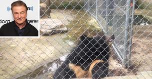 Alec Baldwin Wants To Free Sick, Obese Bear Locked In Concrete Enclosure At Pennsylvania Sportsmen's Club Alec Baldwin Wants To Free Sick, Obese Bear Locked In Concrete Enclosure At Pennsylvania Sportsmen's Club