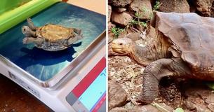 Giant Tortoise Helps Species Avoid Extinction By Fathering 800 Babies Giant Tortoise Helps Species Avoid Extinction By Fathering 800 Babies