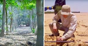 Egyptians Plant Forrest In Middle Of Desert And Use Recycled Wastewater To Maintain It Egyptians Plant Forrest In Middle Of Desert And Use Recycled Wastewater To Maintain It
