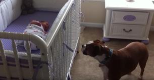 Dog Hears Newborn’s First Cries – Responds To Comfort Her Dog Hears Newborn’s First Cries – Responds To Comfort Her