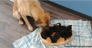 Woman In Ontario Sees Stray Dog In Lying In The Snow And Discovers She Is Protecting Five Kittens Woman In Ontario Sees Stray Dog In Lying In The Snow And Discovers She Is Protecting Five Kittens