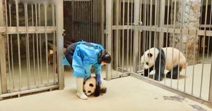 Panda Mom Looks Like She Tells Her Baby Off For Slipping Out Of Cage Panda Mom Looks Like She Tells Her Baby Off For Slipping Out Of Cage