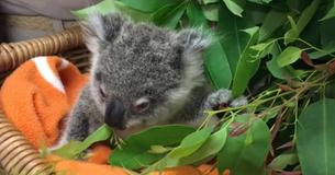 Bébé Koala s'est accrochée à un ours après avoir perdu sa mère Bébé Koala s'est accrochée à un ours après avoir perdu sa mère
