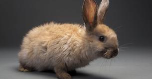 California Is Now The First State To Outlaw The Sale Of Products Tested on Animals California Is Now The First State To Outlaw The Sale Of Products Tested on Animals