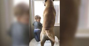 La famille Bullmastiff protège le nouveau bébé et le calme quand il pleure La famille Bullmastiff protège le nouveau bébé et le calme quand il pleure