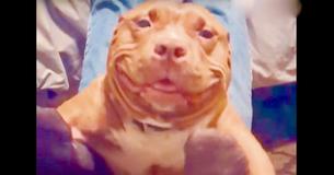 Le sourire ridicule d'un Pit Bull secouru lui fait gagner le coeur de son propriétaire et celui des fans à travers le monde Le sourire ridicule d'un Pit Bull secouru lui fait gagner le coeur de son propriétaire et celui des fans à travers le monde