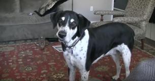 Un chien réagit de façon inattendue quand il a découvert que son propriétaire a acheté un nouveau chat pour lui Un chien réagit de façon inattendue quand il a découvert que son propriétaire a acheté un nouveau chat pour lui