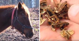 14 Horses Die On Ranch In Wisconsin After Eating Hay Infested With Toxic Beetles 14 Horses Die On Ranch In Wisconsin After Eating Hay Infested With Toxic Beetles