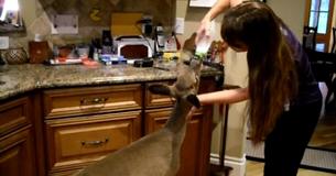 Baby Deer Visits Woman's Kitchen Daily To Feed From Bottle Baby Deer Visits Woman's Kitchen Daily To Feed From Bottle