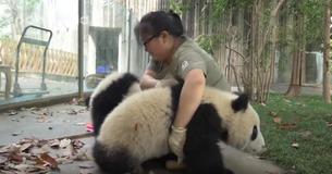 Chinese Worker Fights Battle Over Her Broom With Naughty Panda Cubs Chinese Worker Fights Battle Over Her Broom With Naughty Panda Cubs