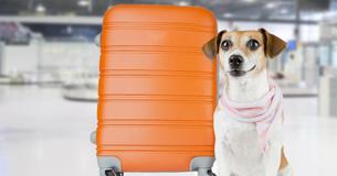 Therapy Dogs Stationed At Southampton Airport In The UK To Ease Anxious Flyers Therapy Dogs Stationed At Southampton Airport In The UK To Ease Anxious Flyers