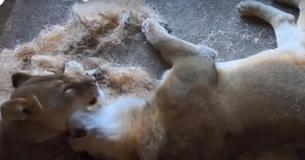 'Inseparable, Bonded' Lion Couple at Chicago Zoo Dies Only A Few Days Apart 'Inseparable, Bonded' Lion Couple at Chicago Zoo Dies Only A Few Days Apart