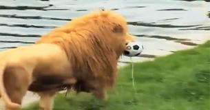 Ferocious Lion Turns Into Playful Kitten The Minute Zookeeper Throws Him Special Soccer Ball Ferocious Lion Turns Into Playful Kitten The Minute Zookeeper Throws Him Special Soccer Ball