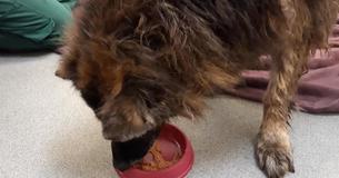 Une femme sauve un chien abandonné dans une rivière - découvre un gros rocher attaché à sa laisse Une femme sauve un chien abandonné dans une rivière - découvre un gros rocher attaché à sa laisse