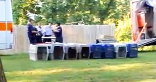 La police découvre 407 chiens dans le plus grand entrepôt de combat de chiens de l'histoire La police découvre 407 chiens dans le plus grand entrepôt de combat de chiens de l'histoire
