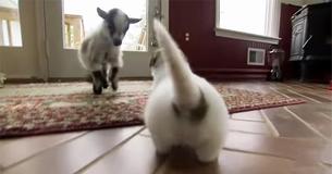 Cabritinho tenta 'chifrar' cachorrinhos para brincar e dizer olá Cabritinho tenta 'chifrar' cachorrinhos para brincar e dizer olá