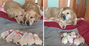 Golden Retriever Parents Watch Over Newborn Puppies Golden Retriever Parents Watch Over Newborn Puppies