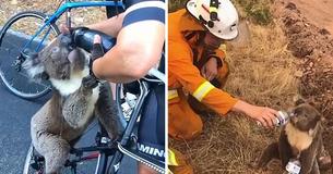 Vet Advises Not To Give Koalas Water From A Bottle After One Passed Away Vet Advises Not To Give Koalas Water From A Bottle After One Passed Away